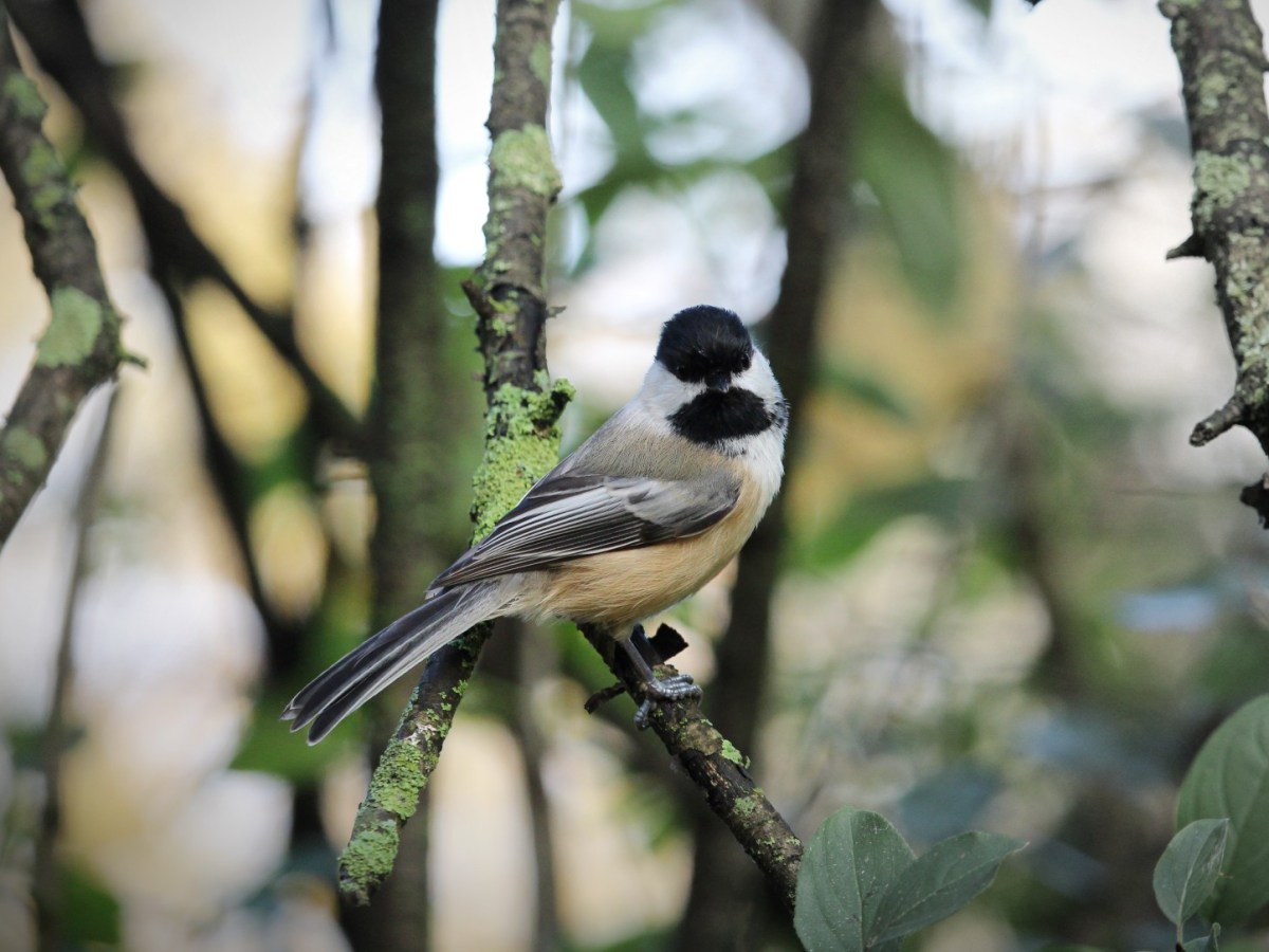 Birding And Wildlife at Lynde Shores Conservation&nbsp;Area