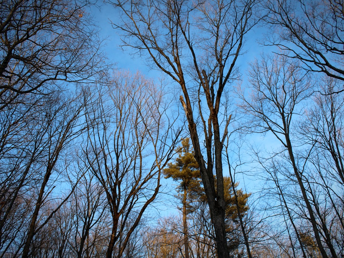 Wilder Forest At&nbsp;Sunset
