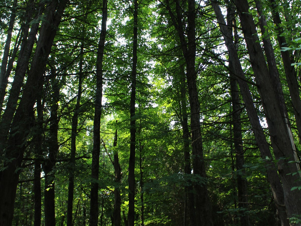 Whitevale Park and Seaton Hiking&nbsp;Trail