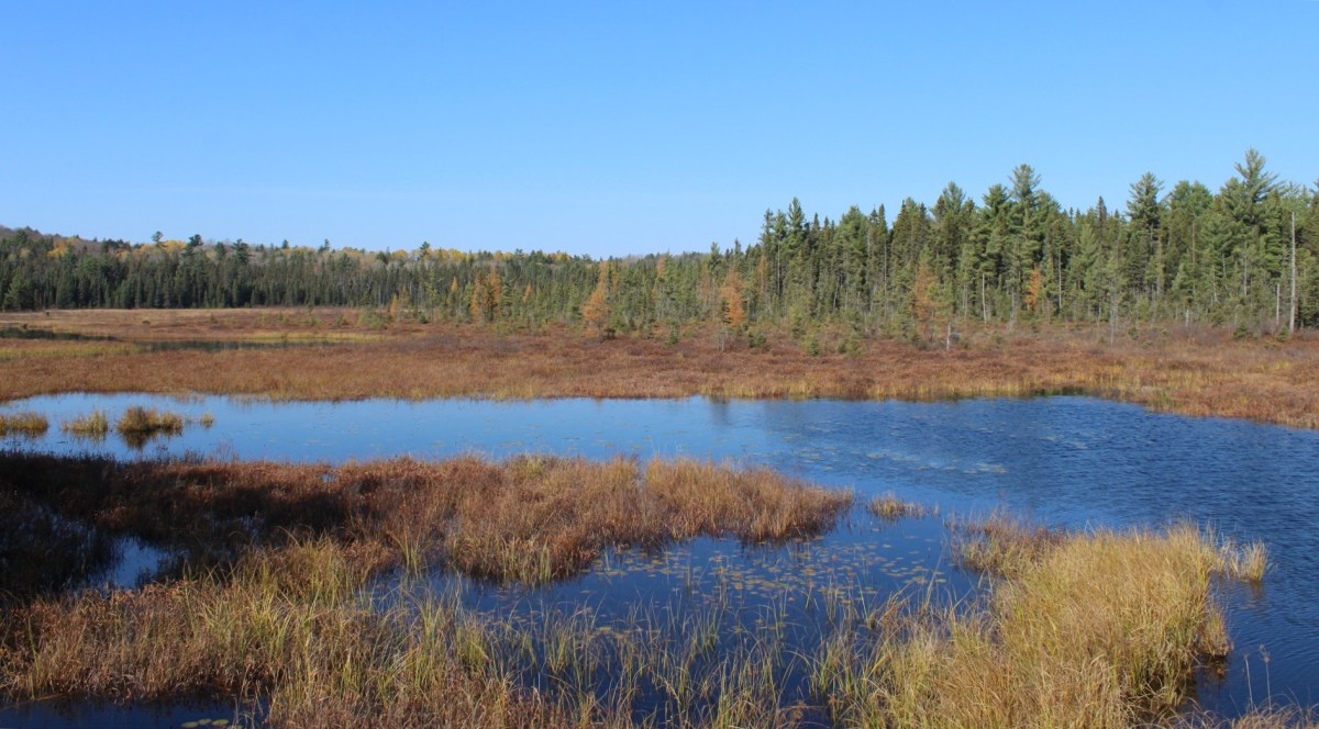 Spruce Bog Boardwalk at Algonquin Provincial&nbsp;Park