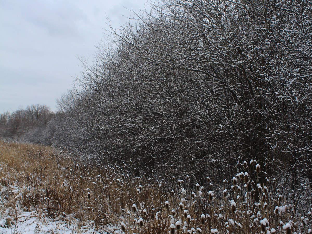 Claireville Conservation Area