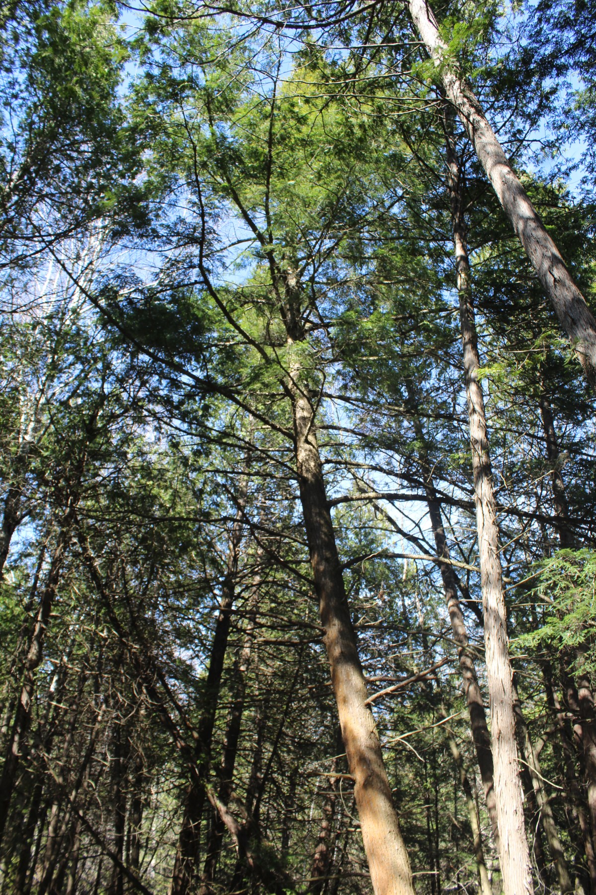 Scout Valley in&nbsp;Orillia